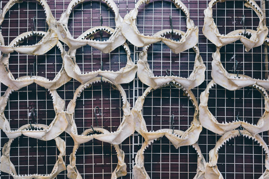 Shark jaws displayed on a wall as souvenirs