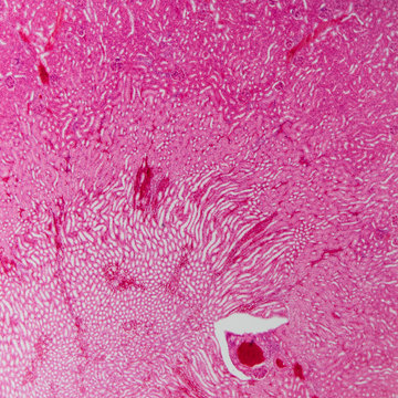 animal kidney section