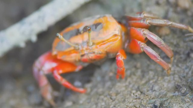 red Crab livng mud in mangrove forest
