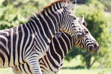 Zebras standing together