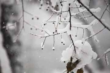 Branch with berries full of hoarfrost on natural background
