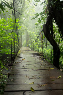 Old suspension bridge in rainforest Tenorio national park Costa Rica