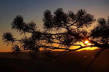 Fototapeta na wymiar Branch silhouette in the sunset