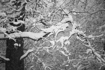 Snowing landscape in the park. Details