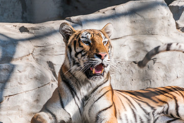 Young Siberian tiger, otherwise known as the Amur Tiger