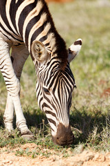 Fototapeta na wymiar Close up of a Zebra eating grass