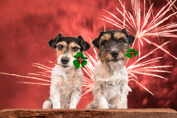 happy feuerwerks Hunde - zwei Jack Russell Terrier