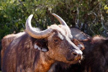Buffalo standing and showing his teeth at you