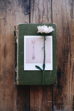 Single flower and  on vintage green book on wood background - vertical