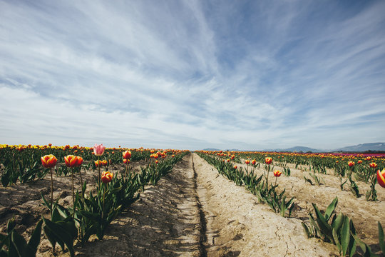 Tulip fields