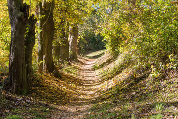 Hiking trails through the woods