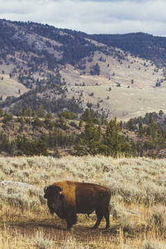 Wyoming - 41 Days Traveling the USA in a van
