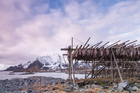 Stockfish (Cod) drying on wooden racks in Lofoten Islands