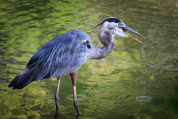 A Great Blue Heron (Ardea herodias) feeding in a small pond