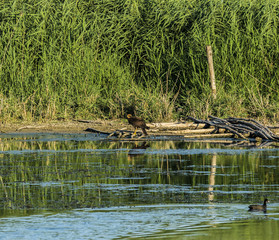 bird of prey searching and hunting above a pond