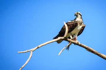 Osprey (Pandion haliaetus) Perched on a Dead Tree