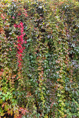 Obraz premium Wall full of vine plant (or climber or creeper) in the autumn.