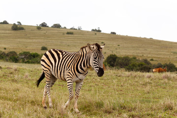 Fototapeta na wymiar Zebra walking in the field