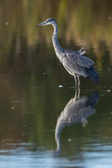 Grey Herons fishing