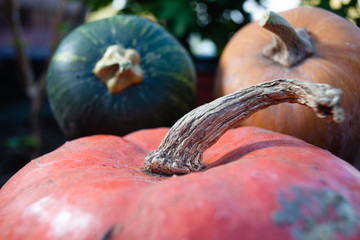 fresh pumpkin and gourds