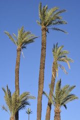 Obraz premium Palms Trees