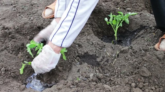 Woman is planting young tomato plants in the garden, watering them and digging in the earth