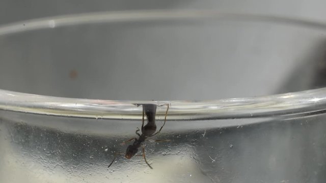 Ants on the glass, macro
