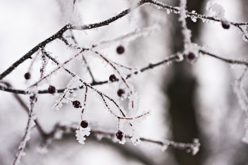 Branch with berries full of hoarfrost on natural background
