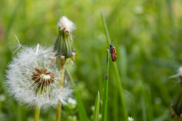 Owad na źdźble trawy z dmuchawcem © PsychoFotografia