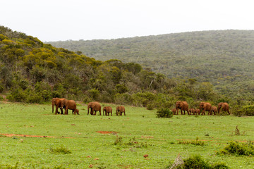 Elephant family on the way to the dam