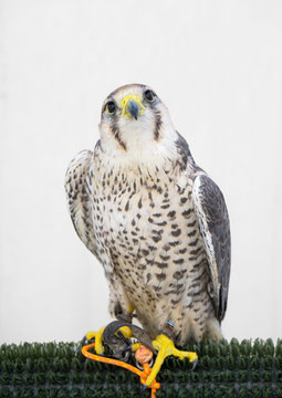 Bird of prey perched on a trunk