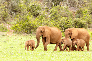 Fototapeta na wymiar Elephants on the way to the dam