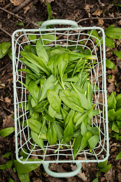 Ramsons