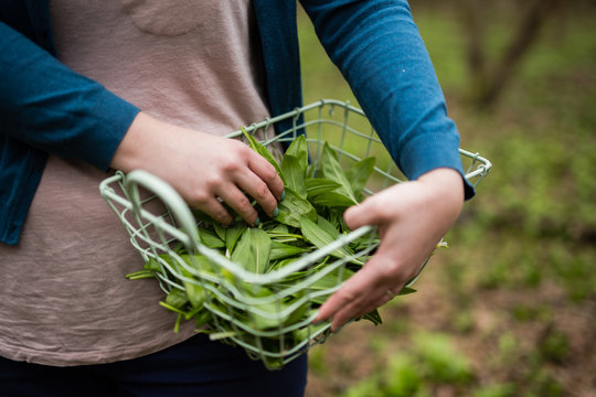 Ramsons harvest