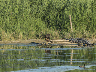 bird of prey searching and hunting above a pond