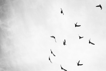 Black and white photo of pigeons soaring in the sky
