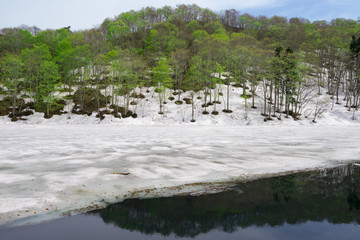 野池と春の木々