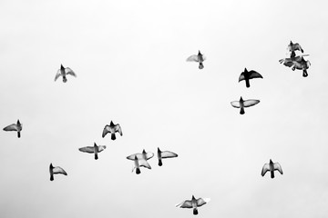 Black and white photo of pigeons soaring in the sky 