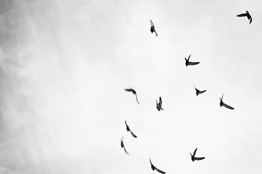Black and white photo of pigeons soaring in the sky
