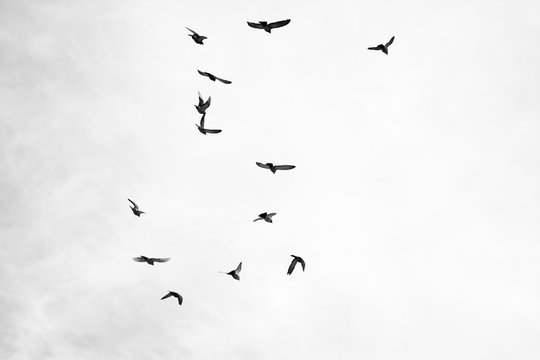 Black and white photo of pigeons soaring in the sky
