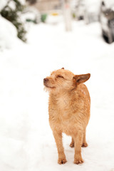 Urban winter scene with beautiful dog in the snow
