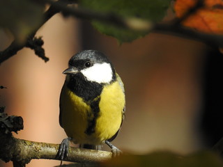 Beautiful Great tit