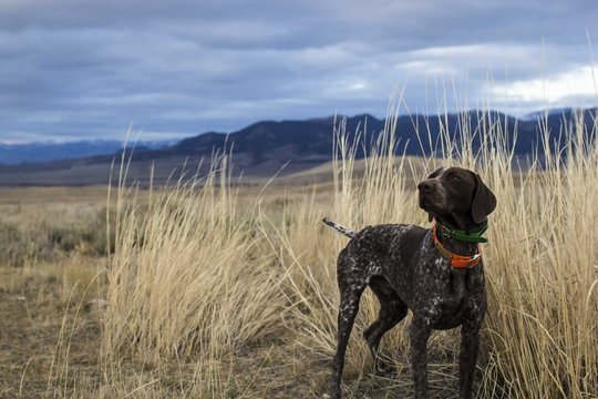 German Shorthaired Pointer stops to smell a bird while out hunting.