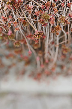 Echeveria succulent growing in the garden