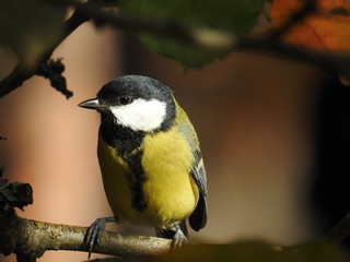 Beautiful Great tit
