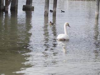 Schwan im Wasser