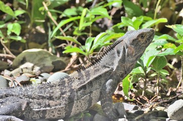 Iguane sauvage du parc national Manuel Antonio, Costa Rica