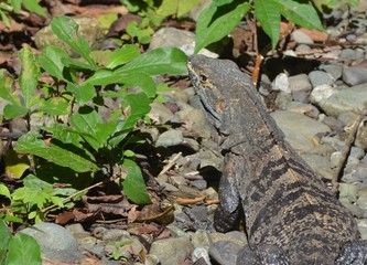 Iguane sauvage du parc national Manuel Antonio, Costa Rica