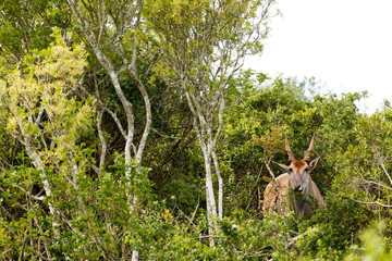 Eland standing and hiding between the branches