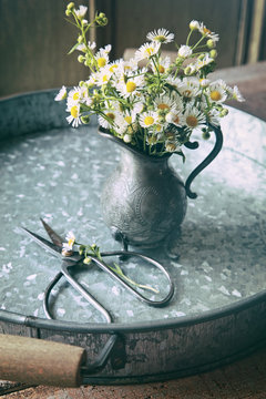 Wild daisies in pewter jug and scissors on wooden table
